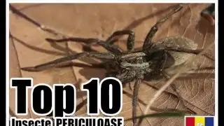 Top 10 cele mai PERICULOASE insecte din Romania