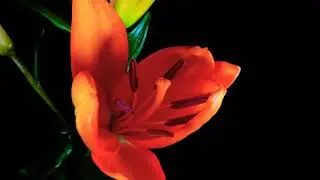 Natural effect 🌹