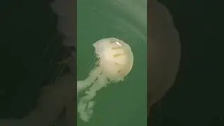 #Jellyfish#Excited#Moved | #NATURE  | #Sea | #River#