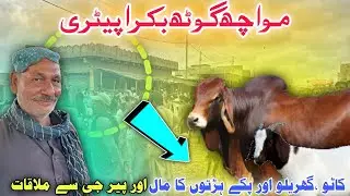 Mowach Goth Bakra Mandi 2025 | Cow & Goat Market Karachi | Pirjee Say Mulaqat |🐄🐐