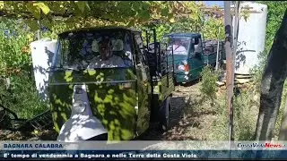 E' tempo di vendemmia a Bagnara e nelle Terre della Costa Viola