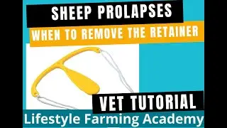 Sheep Prolapses; When to remove a retainer
