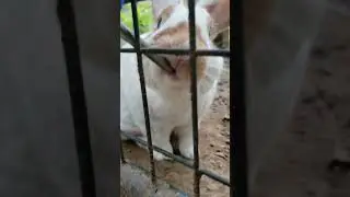 bunny drinking water. #bunny #water #wholesome