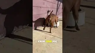 Как понять, что у вашей собаки течка!