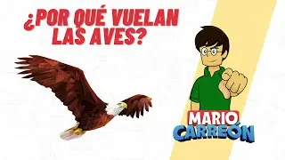 🦃🦚 &iquest;Por qu&eacute; vuelan las aves? 🐦🦅🦆🦉🦢🦜