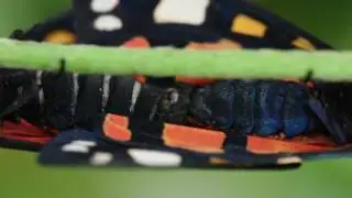 Scarlet Tiger Moths mating