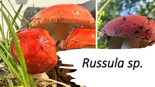 The common red mushroom: Russula sp. the sickener.