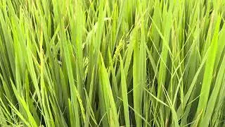 100DAYS | KHARIF 2025 | KNM 1638| PADDY CULTIVATION | PRR | FARMLAND |