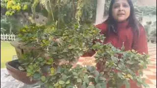 Ragini's Garden and Bonsai's #Episode 32#cascade#bonsai#nature#environment#🌲🌳☘️☘️🌿