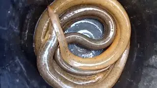 Amazing Best Eel Hand Fishing 2019 ! Boy Catching Eel Fish From of Water