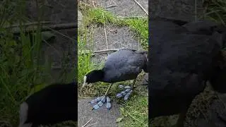 ЛАПКИ-ПРИШЕЛЬЦЫ #лысуха #birds #birds