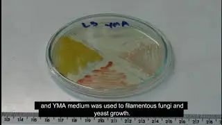 Antarctic lichensfere and microorganisms producers of  hydrolases