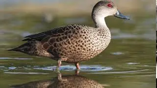 grey teal