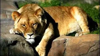 Best place to visit in Canberra | National Zoo & Aquarium |