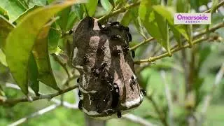 How Do Moths in Australia Find the Same Caves from Hundreds of Miles Away?