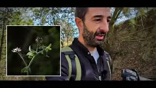 FOTOS MACRO de plantas raras disfrutando del paisaje tan raro y tan bonito con el equipo macro guau📷