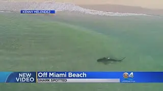 Video: Tiger Shark Spotted Roaming South Beach Shore
