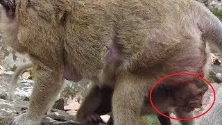 Why Sweet Pea Monkey Do Like This? #293