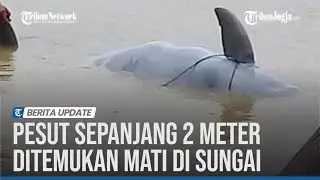PESUT SEPANJANG 2 METER DITEMUKAN MATI DI SUNGAI