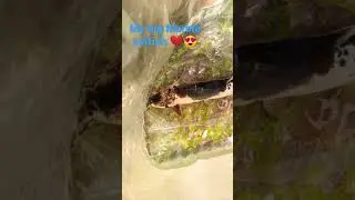 Big marble catfish ❤😍#short