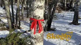 Gull i skogen.
