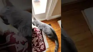 Let me out #catshorts #dogshorts #petownerlife #dogs #dog #cat #outsidecats #cats