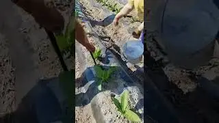 The process of fertilizing vegetables - a good tool can improve work efficiency