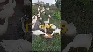 You Won&rsquo;t Believe How China Uses Geese as Police! 🦢😲