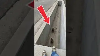 Duck Rescue Mission 🦆🚑 Brave Animal Heroes Save the Day