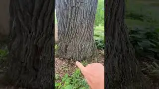 Evaluation of a Heritage Tree ￼