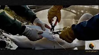Caught by a Hook, Saved by a Stranger | Swan Rescue Story
