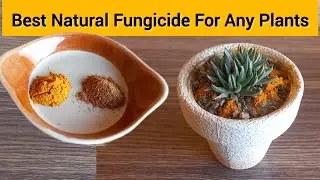 Natural Fungicide For Any Plants | Naturally Remove Ants From Plants Soil #fungicides #gardening