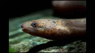 मोल फिश (Synbranchus marmoratus)