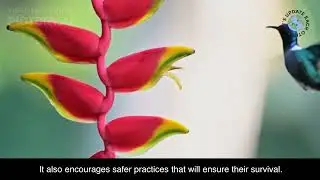 The Untold Secrets of National Hummingbird Day- September 2, 2023