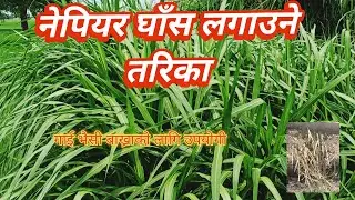 How To Plant Napiar Grass # नेपियर घाँस लगाउने तरिका