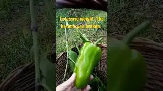 #broken #branch #pepper #force #harvest #vegetables #free #food #shorts
