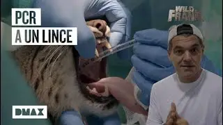 Así se protege a las especies en peligro de extinción de la Península Ibérica | Wild Frank