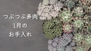 #628【多肉植物】水やり・置き場所・トラブルの時の原因と対処