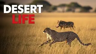 Lion vs. Warthog: Endurance Wins the Savannah | History for Sleep