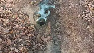 CATS ARE EVERY THINGS