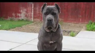 Cane Corso Italiano growing up from 2-10 months