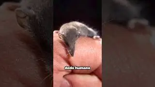 EL MAM&Iacute;FERO M&Aacute;S PEQUE&Ntilde;O DEL MUNDO - Musara&ntilde;a etrusca