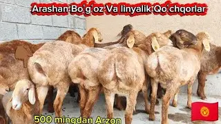 Arashan Boʻgʻoz Sovliqlar va Toza lonyalik Qoʻchqorlar yetb keldi 💥 500 mingdan Arzon 😱