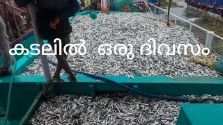 കേരളം കണ്ടതിൽ വെച്ച് ഏറ്റവും വലിയ മത്തി ചാകര#youtubevedio#ytvedio#vedioviral#kadalvedios#fishing