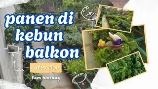PANEN PAKCOY MINI,SELADA CROP DAN SAYURAN LAINNYA DI KEBUN BALKON.#berkebundirumah#gardening