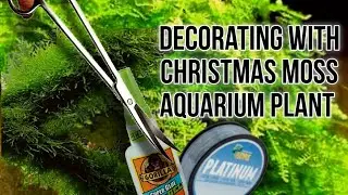 Christmas Moss Decorating #aquariumplants #moss #plantedtank