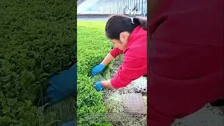 Microgreen cultivation: from seed to harvest and beyond