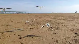 Sea Birds flying slow motion in UK