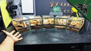 Вы просили об этом — 5 перестроек в одном видео