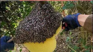 Săn bắt ong ruồi khu vực hồ Đá Đen 